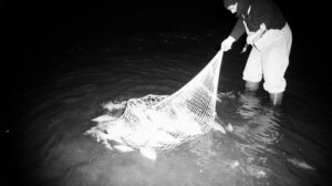 Губернатор Камчатки вступился за истощенные запасы лосося реки Паратунка