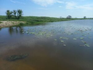 Лотос Комарова прижился в бывшем строительном карьере под Благовещенском