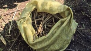 В Приамурье иностранец задержан с мешком корней краснокнижного растения