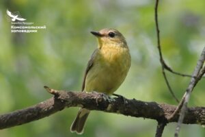 Тайна тишины: куда исчезают птицы из дальневосточной тайги?