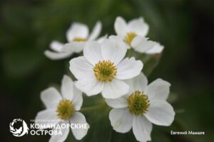 Секрет ветреницы с Командор: яд для оленей и пыльца вместо нектара