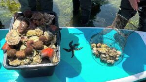 Браконьерство или «серый» туризм: скандал вокруг фото с озера Буссе