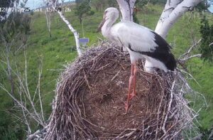 Гибель аистят в прямом эфире: сигнал о проблемах в экосистеме Амура