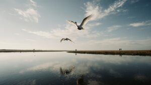 Шанс встать на крыло: два лебедя вернулись в небо Дальнего Востока