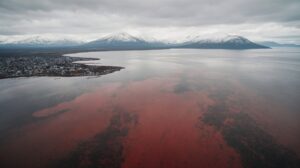 Ядовитые морепродукты в Авачинской губе: чем грозит «красный прилив»