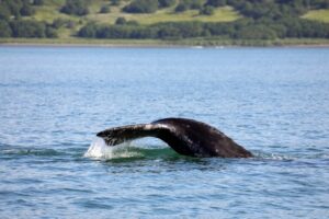 Серые киты у берегов Камчатки: хрупкий успех на фоне рисков