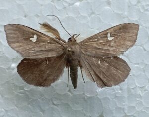 Нежданный мигрант: теплолюбивая бабочка добралась до Хехцира