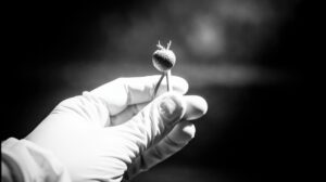 Клюква в промышленных масштабах: в Хабаровске ищут замену дикоросам