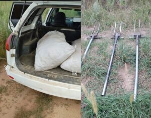 Спрос китайской медицины уничтожает редкое растение в Амурской области