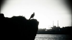 Сокол-сапсан в Якутии: борьба за выживание среди скал и угроз