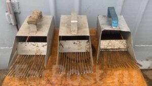 Камчатские медведи рискуют остаться без еды из-за сборщиков ягод