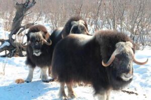 Рукотворная Арктика: как в Якутии создают экосистему ледникового периода