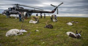 Остров Завьялова заселили северными оленями в рамках турпроекта