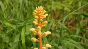 В Комсомольском заповеднике обнаружена популяция нанайского женьшеня