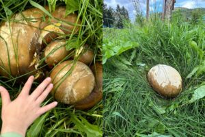 Гриб-гигант в парке Камчатки: редкая находка или экологический индикатор?