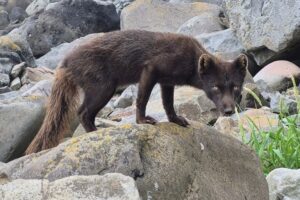Спасение медновского песца: экспедиция на Курилы дает новую надежду