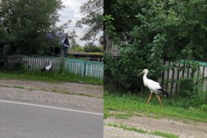 Спасти – значит навредить: почему нельзя трогать молодых аистов на земле