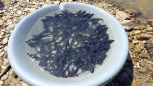 Надежда для Красной книги: сахалинский осетр возвращается в реки