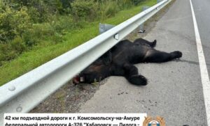 Инфраструктура и фауна: кто уступит дорогу на Дальнем Востоке?