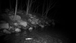 Нерестилища Приморья закрыли для рыбаков-любителей до поздней осени