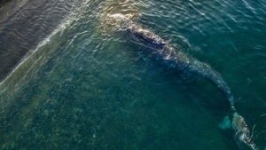 Гибель серых китов в Арктике: ученые ищут причину на морском дне