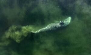 С высоты птичьего полета: беспилотники помогают изучить серых китов