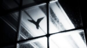 Стеклянные ловушки: почему города Дальнего Востока опасны для птиц