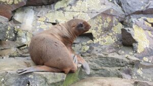 Красная книга и фотоловушки: как на Камчатке спасают редких тюленей