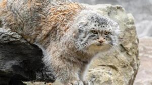 Манул получил шанс: в Бурятии запускают программу спасения редкой кошки