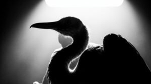 В Приморье спасли редкого аиста из Красной книги России