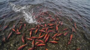 Багряные реки Камчатки: нерка пришла на нерест в Курильское озеро