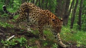 Выжившая в капкане самка леопарда стала символом спасения редкого вида