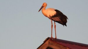 Цена спасения: выживет ли прирученный аист в дикой природе Приамурья?