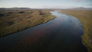 На Чукотке удвоили интенсивность исследований популяций лосося