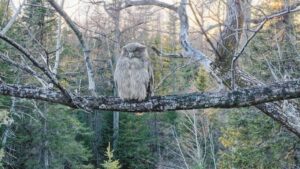 Повелитель амурских рек и лесов: как выживает рыбный филин в Приамурье