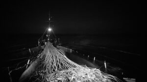 Климат и рыба: кто теперь хозяин в глубинах Японского моря?