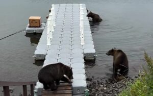Феномен медвежьей дружбы: на Камчатке изучают союз трех самок