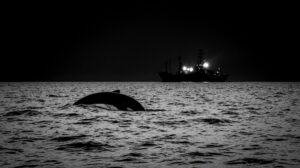 Беспилотники на страже гигантов: как отслеживают гренландских китов