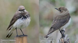 Тайные визитеры: на острове Фуругельма впервые замечены редкие птицы