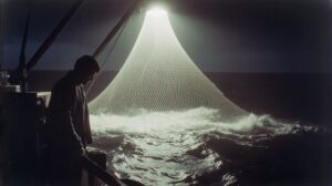 Провал по иваси: природа ответила на рекордные аппетиты рыбаков