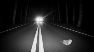 Пациенты центра «Тигр»: фауна Приморья платит за развитие автодорог