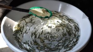 Дальневосточный лосось: ставка на заводы вместо сохранения экосистем