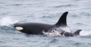 Почему так сложно спасти детеныша косатки от пластикового кольца в океане?