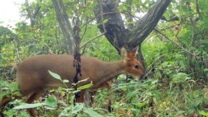 Новая загадка Приморья: клыкастый олень осваивает заповедные острова