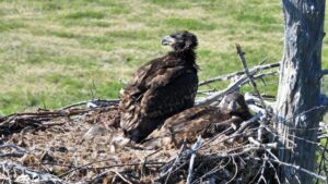 Над Байкалом стало больше крыльев: у редких орланов родились птенцы