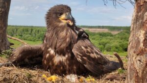 Камчатским орланам выдают цветные «паспорта»