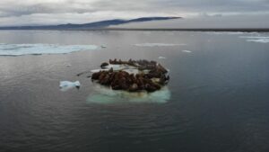 Тающий лед: моржи возвращаются на остров Врангеля