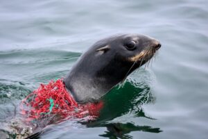 Когда мусор убивает: как спасатели борются за жизнь тюленей в Охотском море