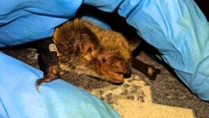 Таинственная жизнь рукокрылых: куда мигрируют летучие мыши Приамурья?