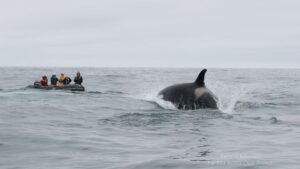 Пластиковая ловушка: на Камчатке не смогли снять хомут с детеныша косатки